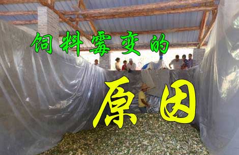 飼料又發(fā)霉了， 到底是咋回事？